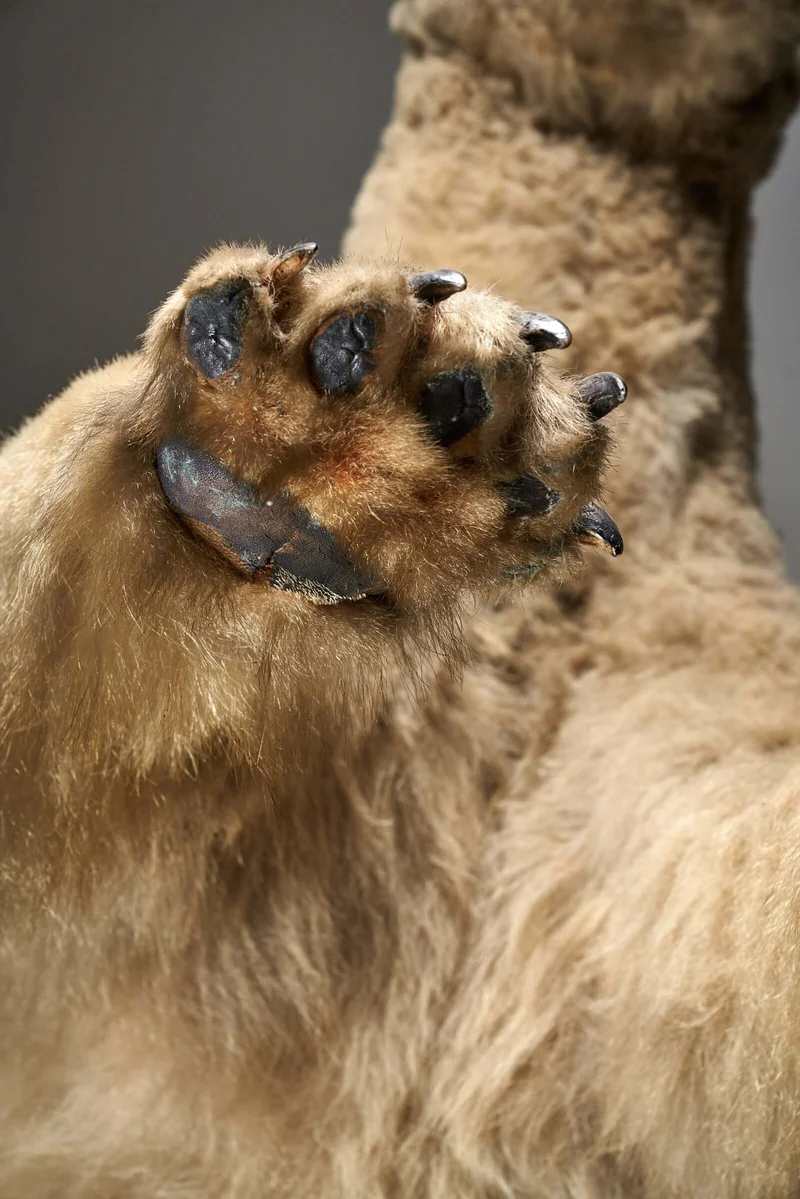 Taxidermy Polar Bear