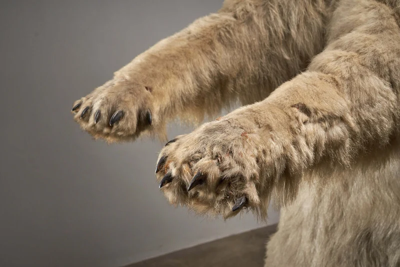 Taxidermy Polar Bear