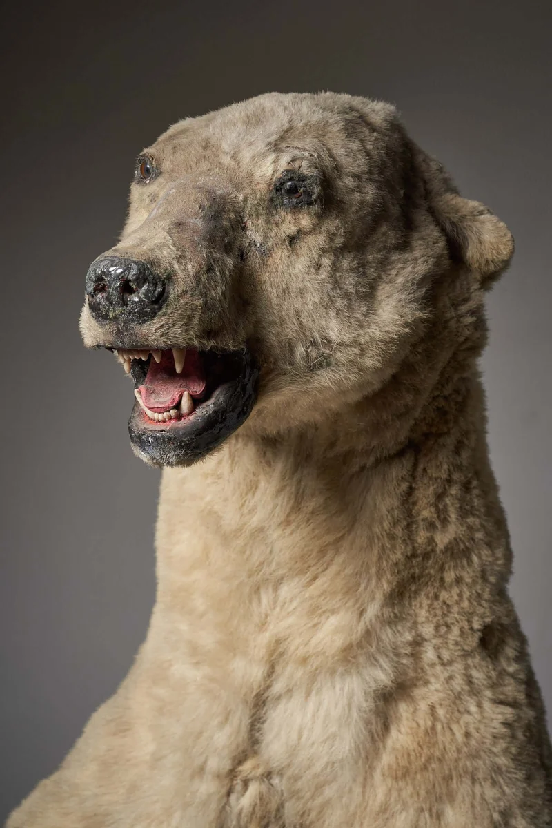 Taxidermy Polar Bear