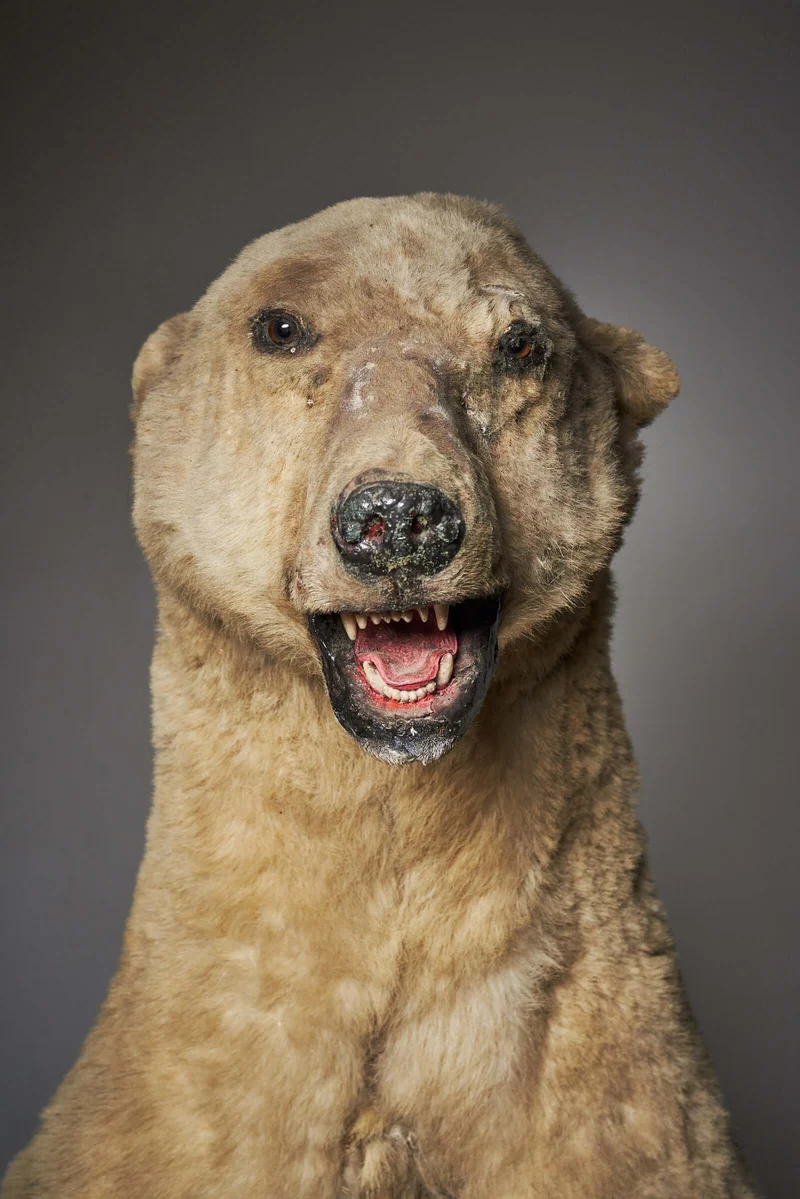 Taxidermy Polar Bear
