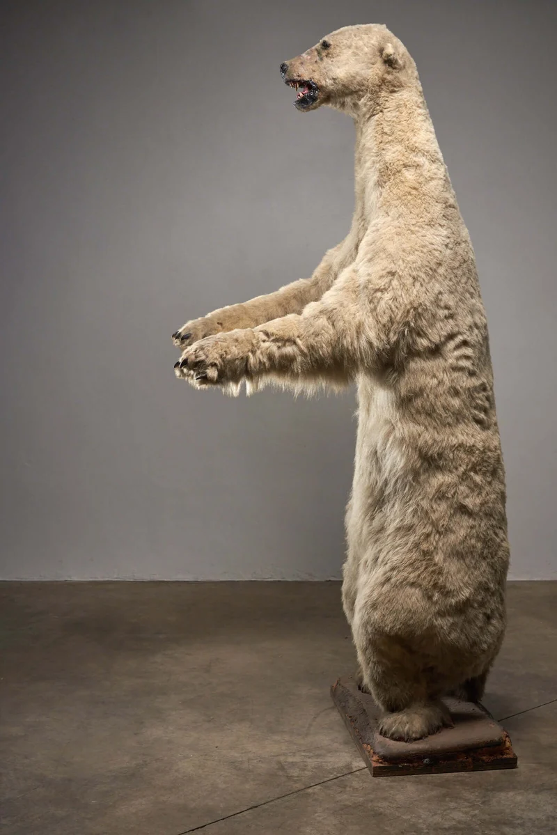 Taxidermy Polar Bear