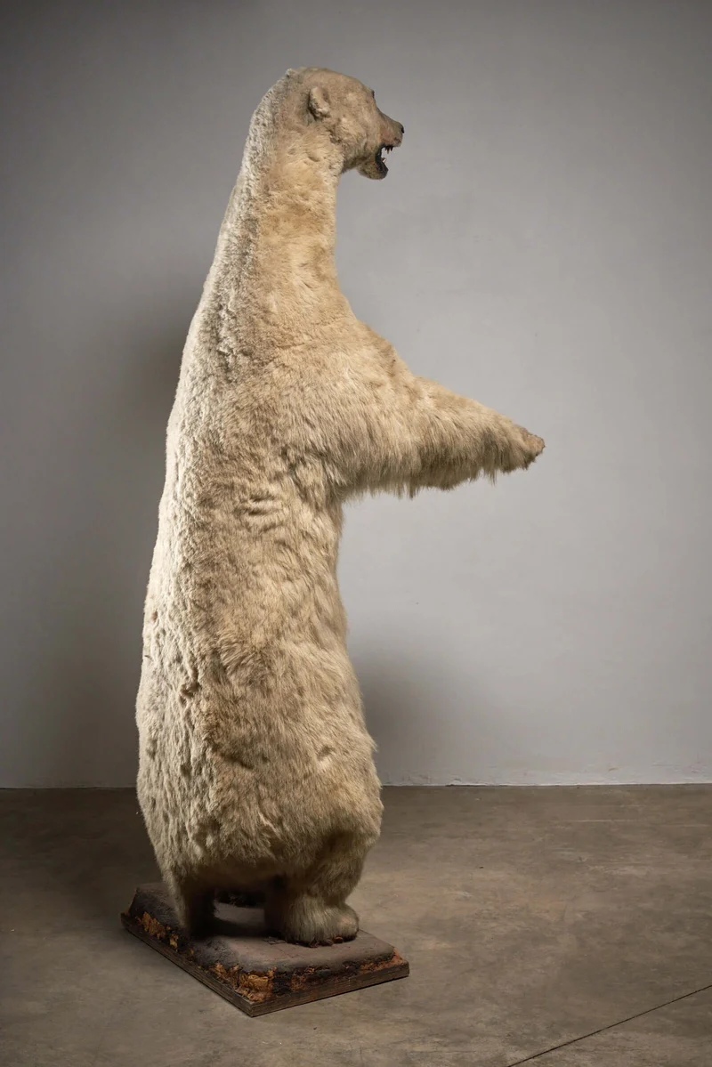 Taxidermy Polar Bear