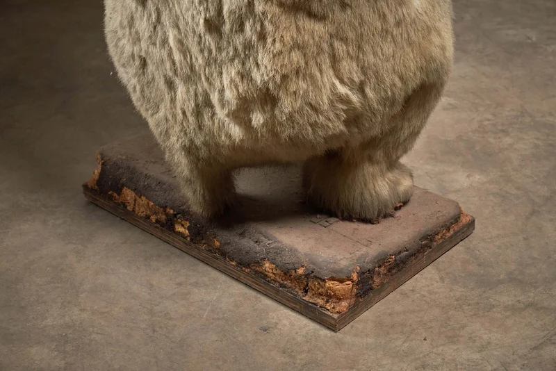 Taxidermy Polar Bear