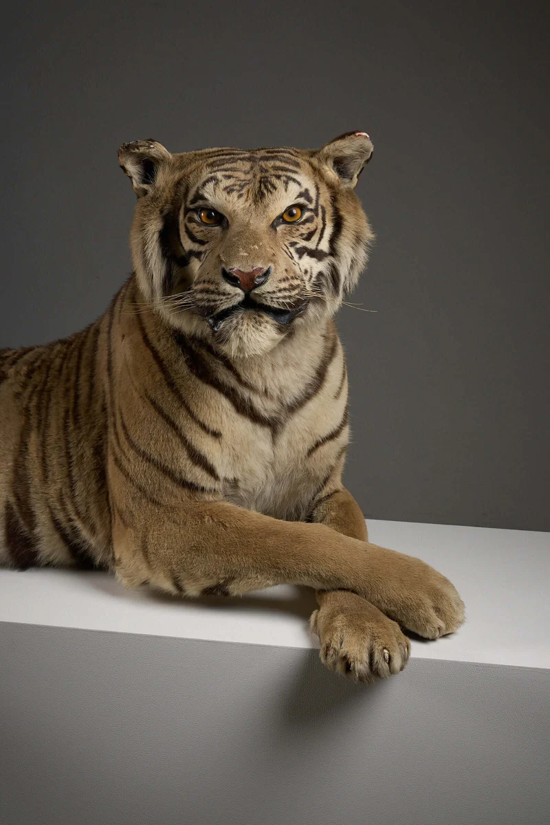 Exceptional Taxidermy Bengal Tiger Display