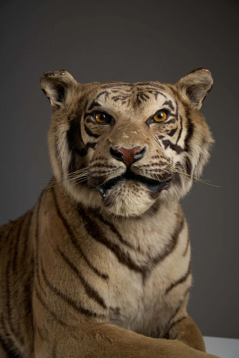 Exceptional Taxidermy Bengal Tiger Display
