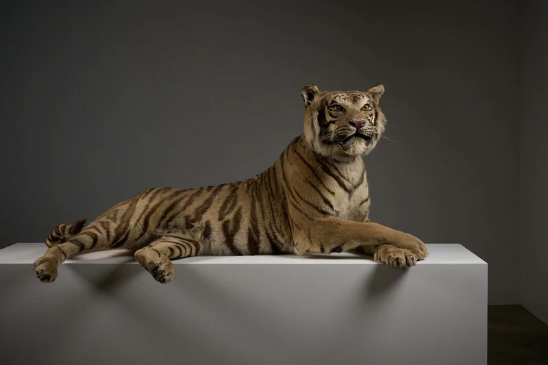 Exceptional Taxidermy Bengal Tiger Display