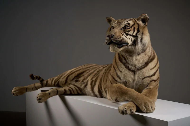 Exceptional Taxidermy Bengal Tiger Display