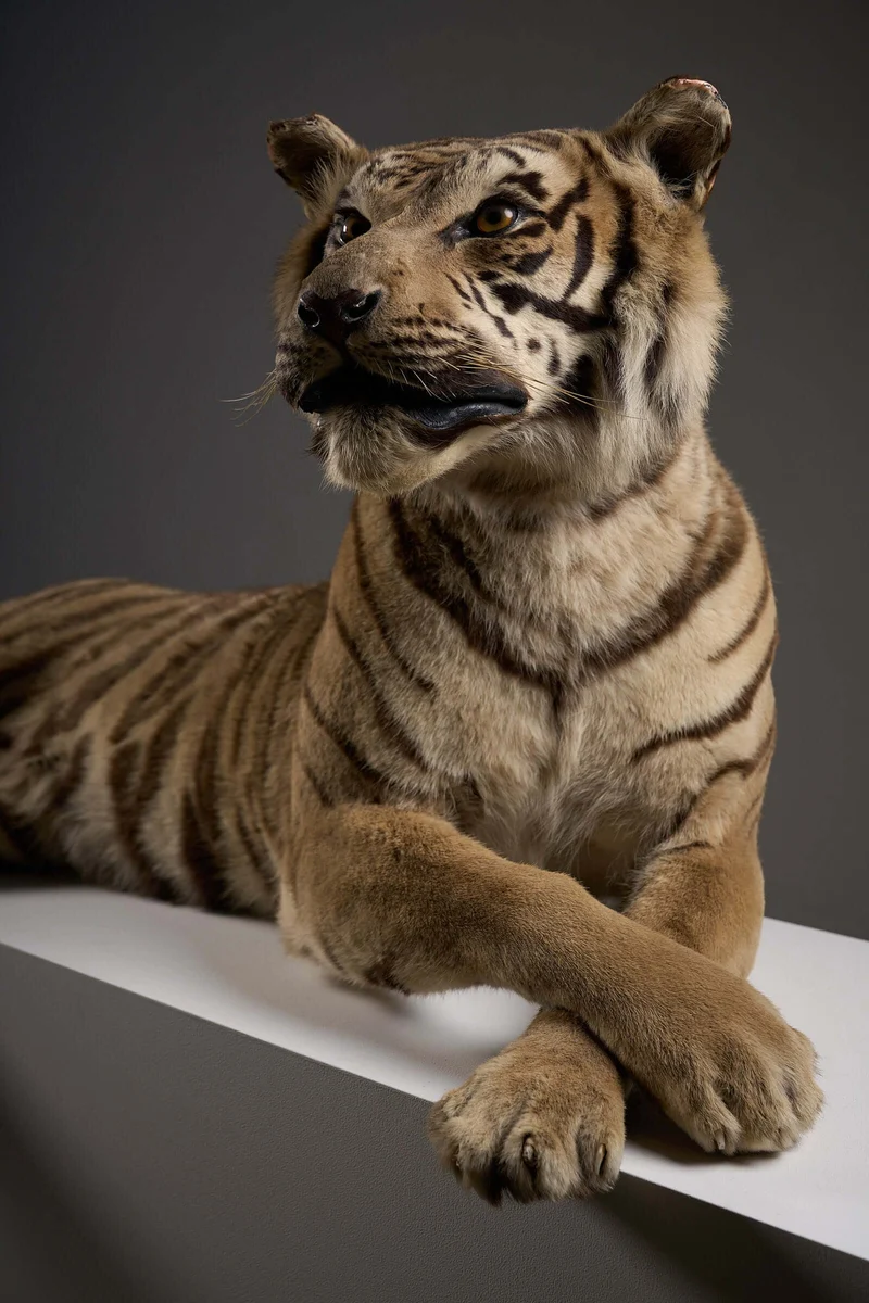Exceptional Taxidermy Bengal Tiger Display