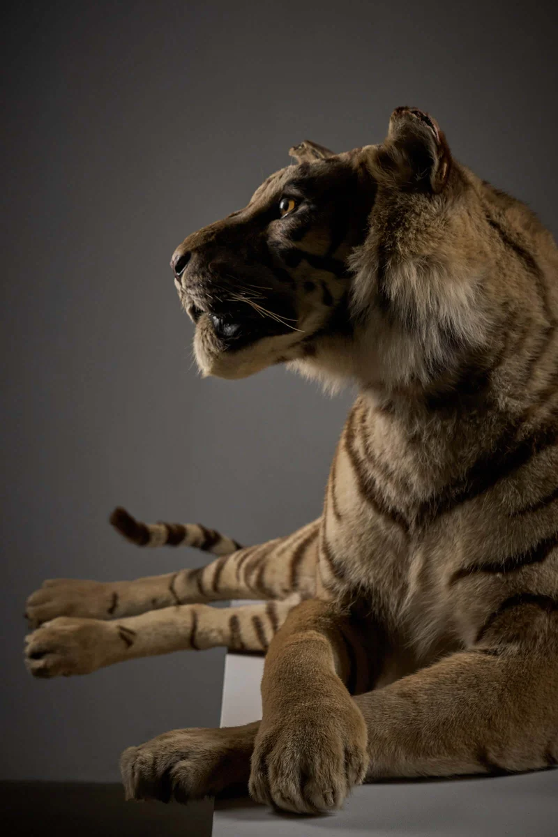 Exceptional Taxidermy Bengal Tiger Display