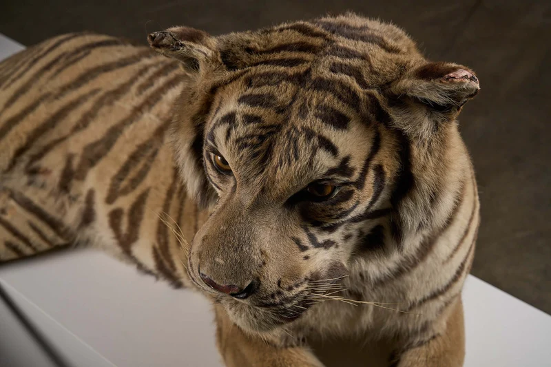 Exceptional Taxidermy Bengal Tiger Display