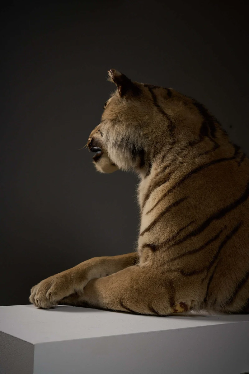 Exceptional Taxidermy Bengal Tiger Display