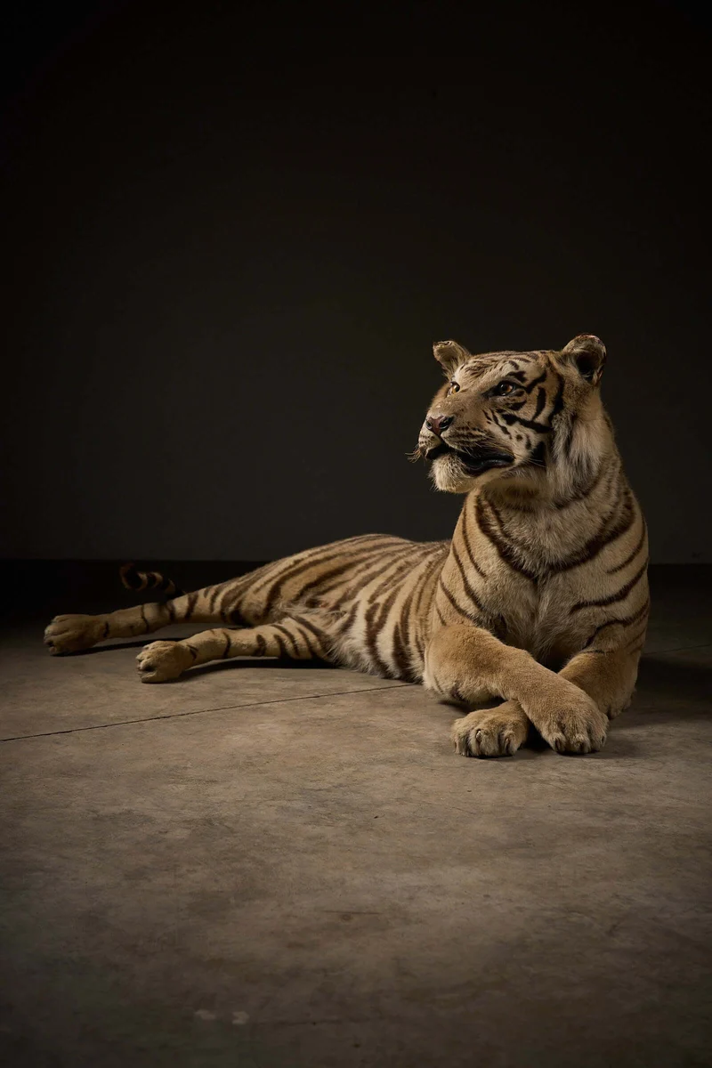 Exceptional Taxidermy Bengal Tiger Display
