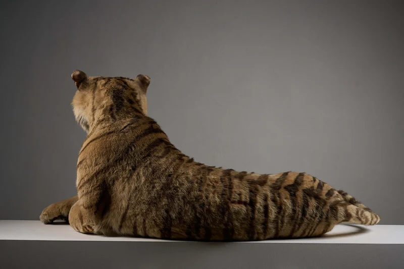 Exceptional Taxidermy Bengal Tiger Display
