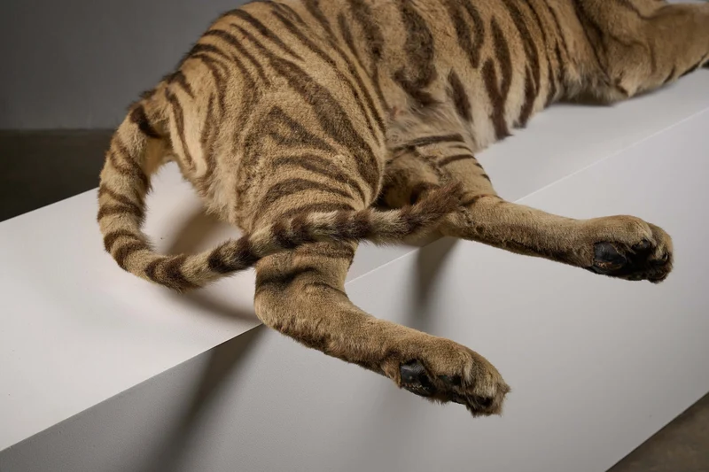 Exceptional Taxidermy Bengal Tiger Display