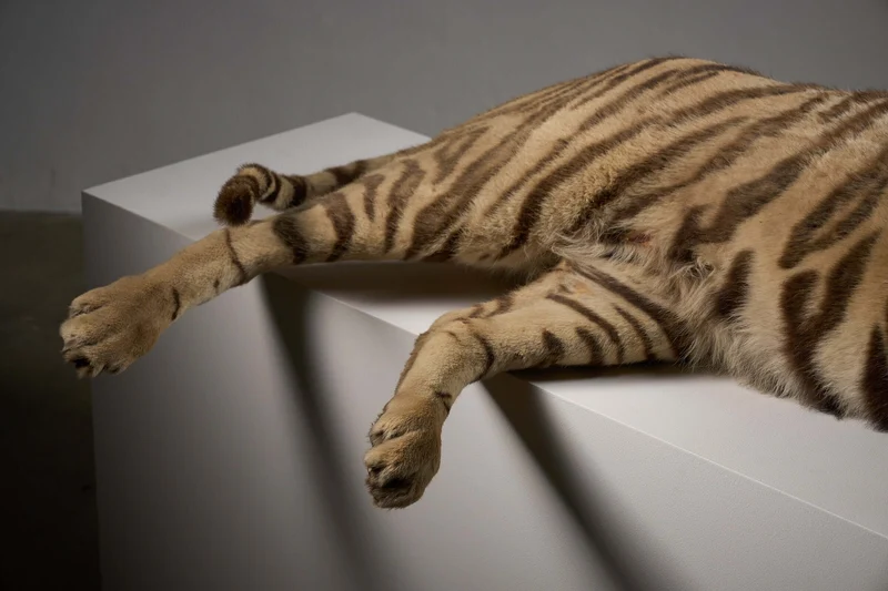 Exceptional Taxidermy Bengal Tiger Display