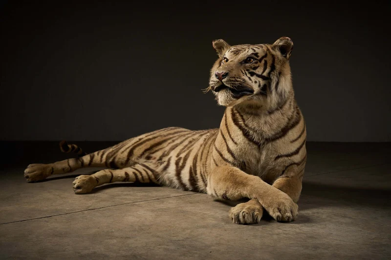 Exceptional Taxidermy Bengal Tiger Display