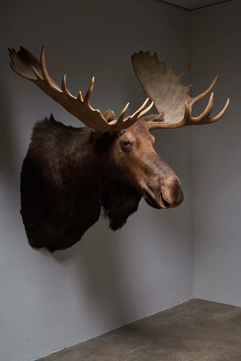 Large Moose Head Taxidermy