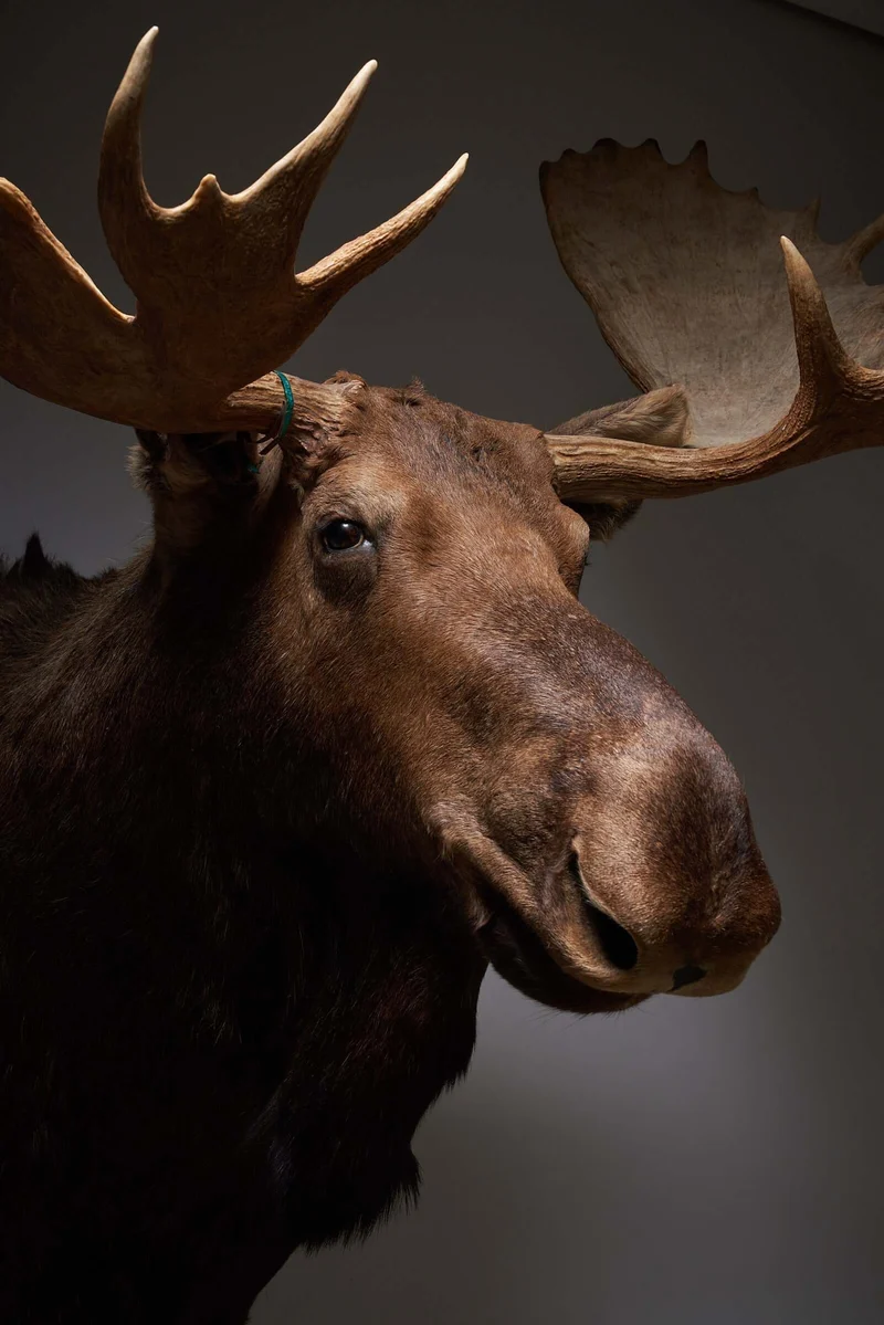 Large Moose Head Taxidermy