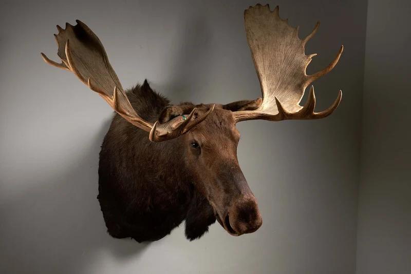 Large Moose Head Taxidermy