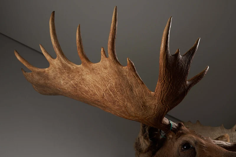 Large Moose Head Taxidermy
