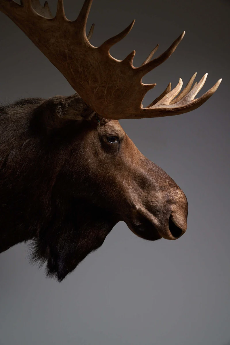 Large Moose Head Taxidermy