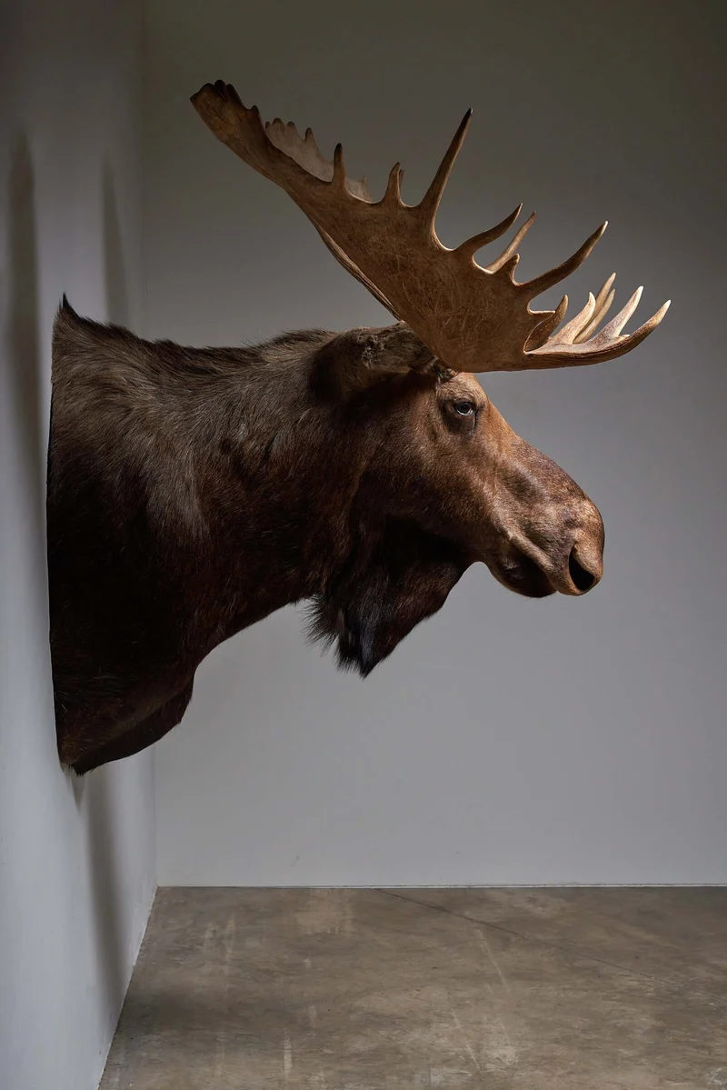 Large Moose Head Taxidermy