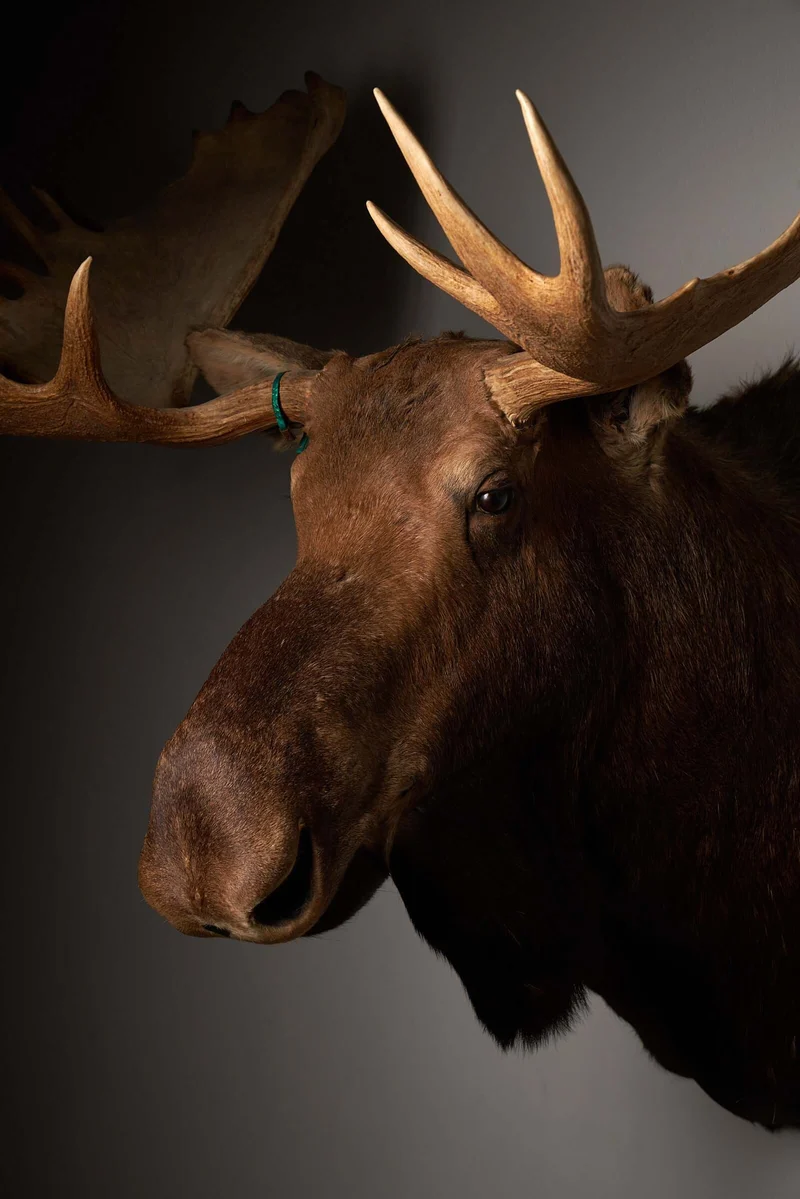 Large Moose Head Taxidermy