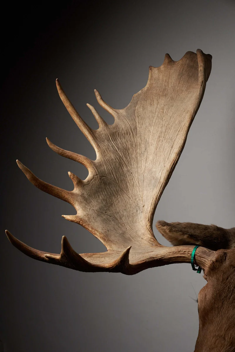 Large Moose Head Taxidermy