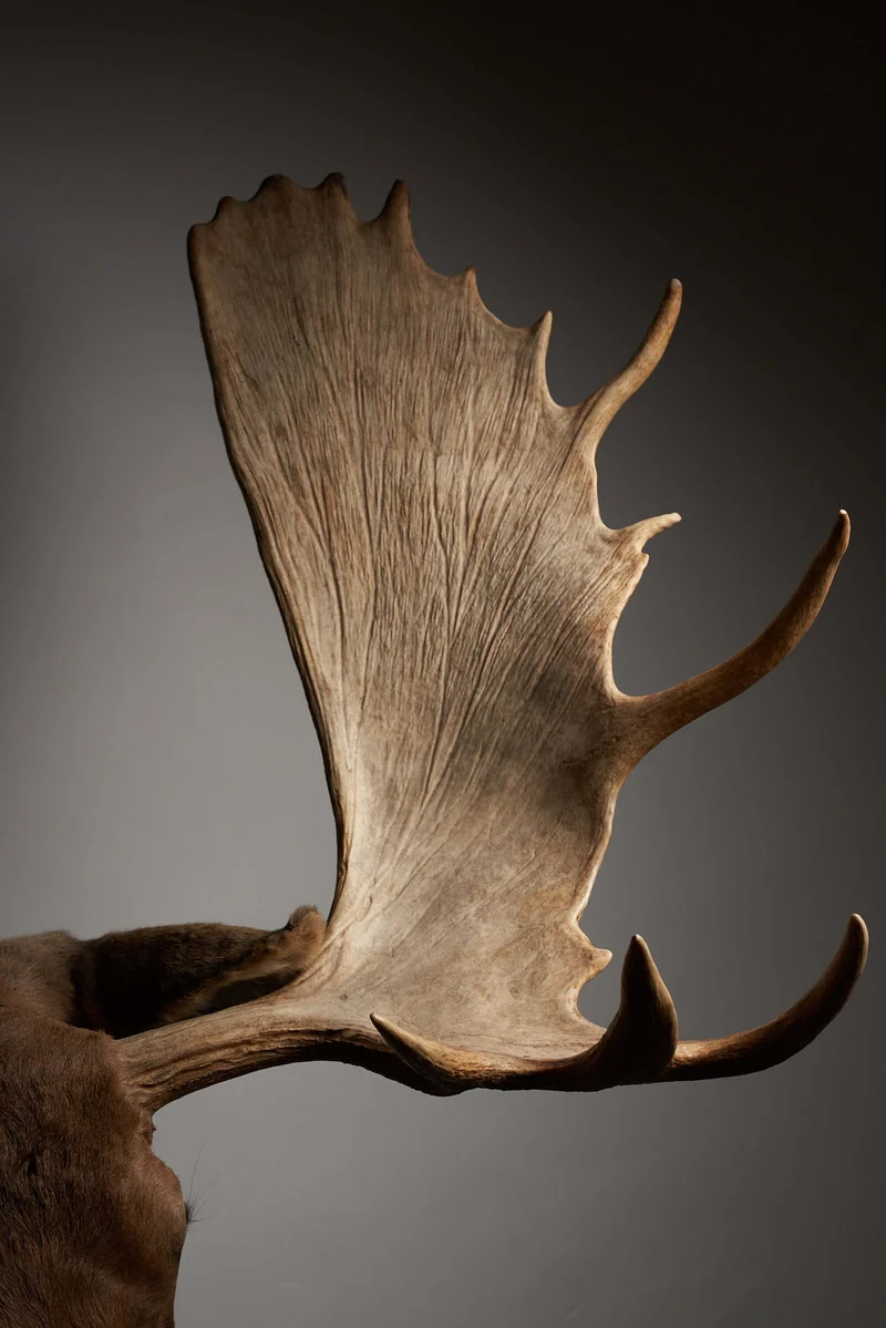 Large Moose Head Taxidermy