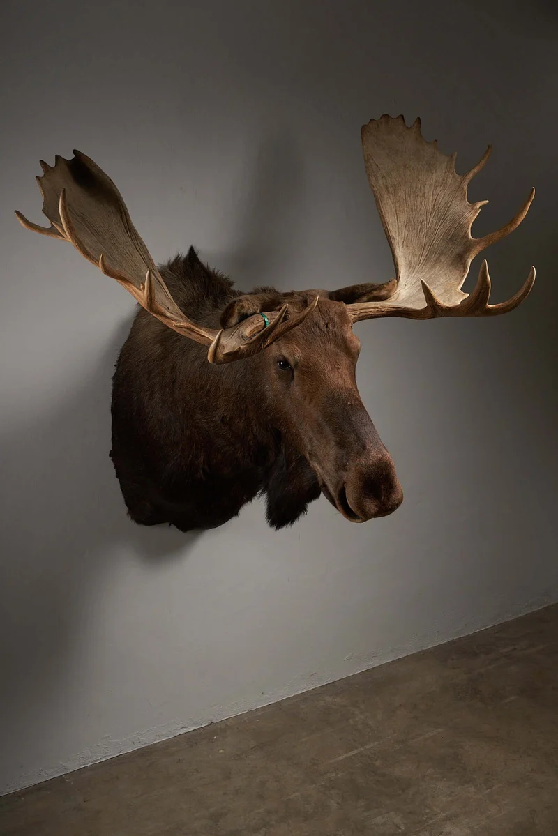 Large Moose Head Taxidermy