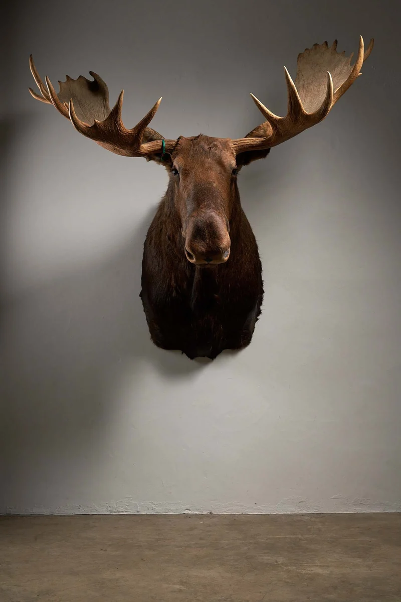 Large Moose Head Taxidermy