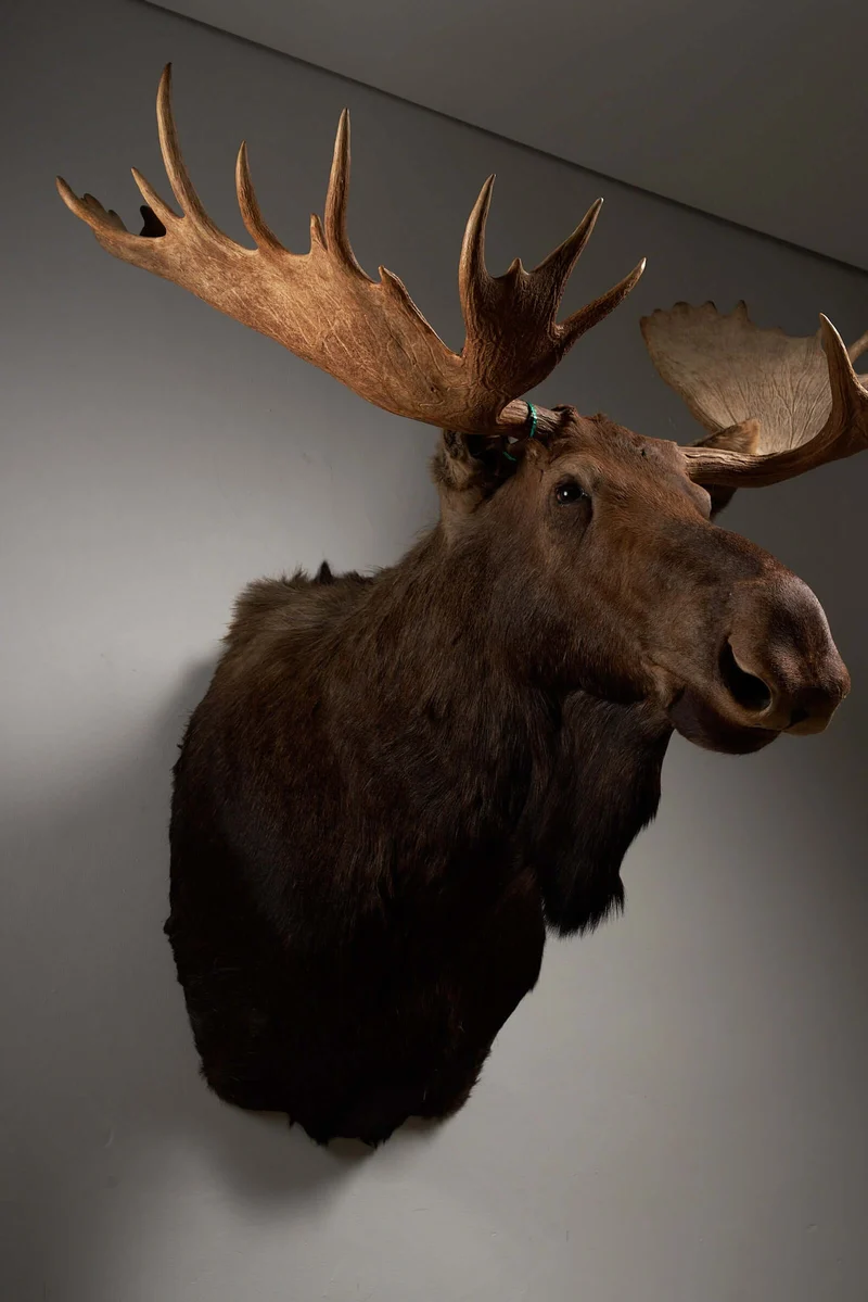 Large Moose Head Taxidermy