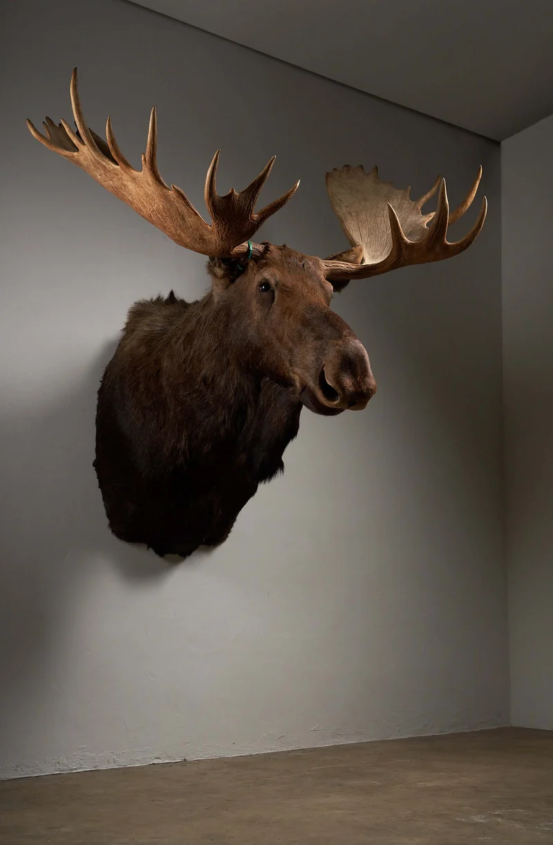 Large Moose Head Taxidermy