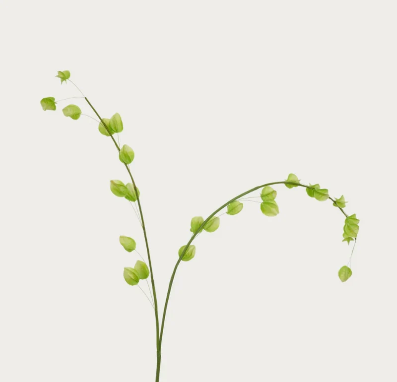 Physalis Spray, Green
