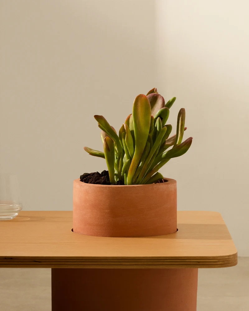 Olaria Coffee Table