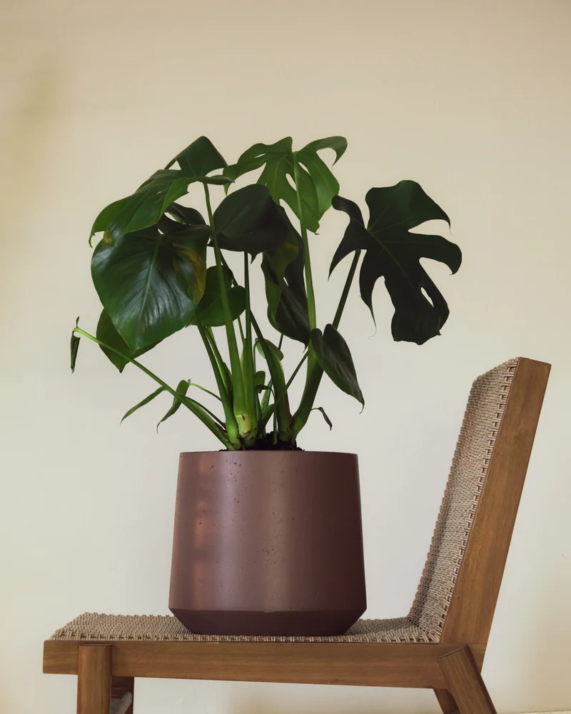 Calun maroon cement planter Ø 32cm