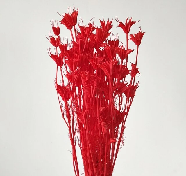Bouquet de fleur d'anis étoilée séché et emballé, 100g, H50-75 cm