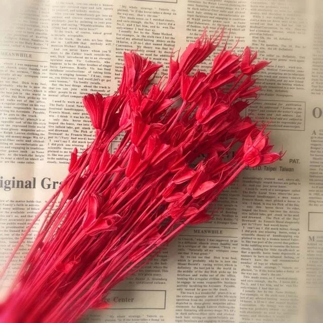 Bouquet de fleur d'anis étoilée séché et emballé, 100g, H50-75 cm