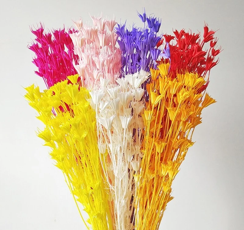 Bouquet de fleur d'anis étoilée séché et emballé, 100g, H50-75 cm
