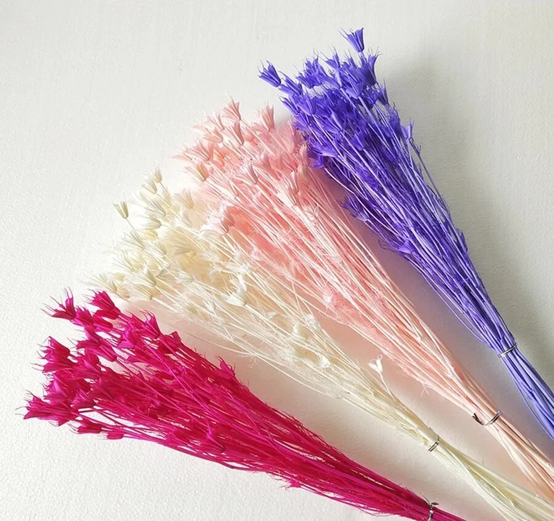 Bouquet de fleur d'anis étoilée séché et emballé, 100g, H50-75 cm