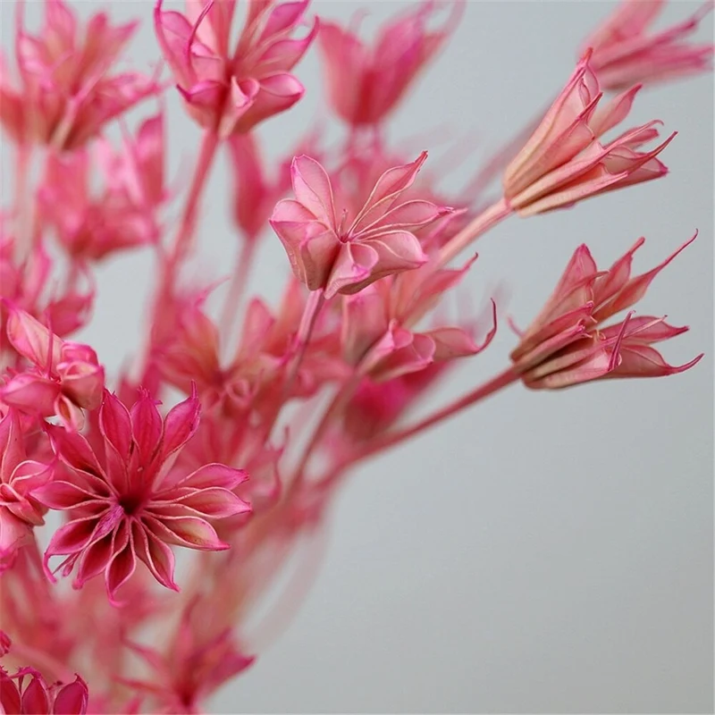 Bouquet de fleur d'anis étoilée séché et emballé, 100g, H50-75 cm
