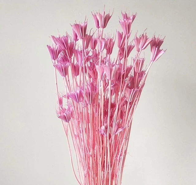 Bouquet de fleur d'anis étoilée séché et emballé, 100g, H50-75 cm