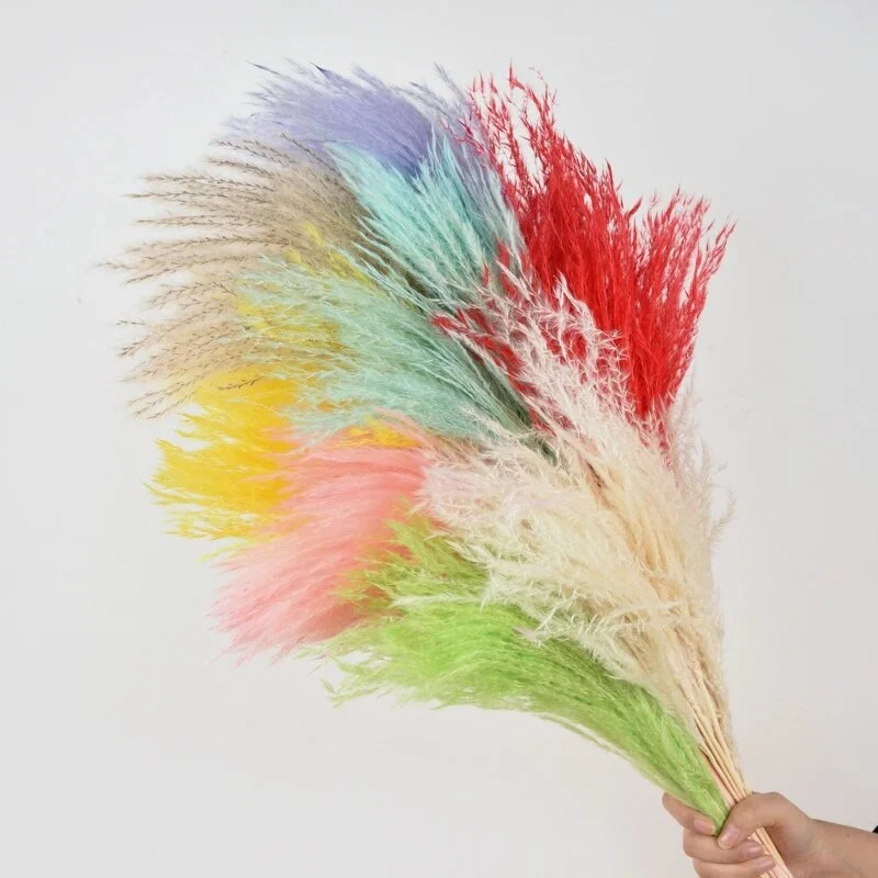 Bouquet de fleur plumeau séché et emballé, 200g, H75cm