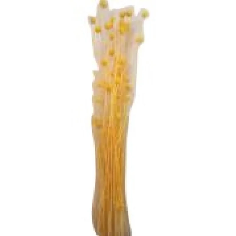 Bouquet de brindilles séché et emballé, 50g, H60-75 cm