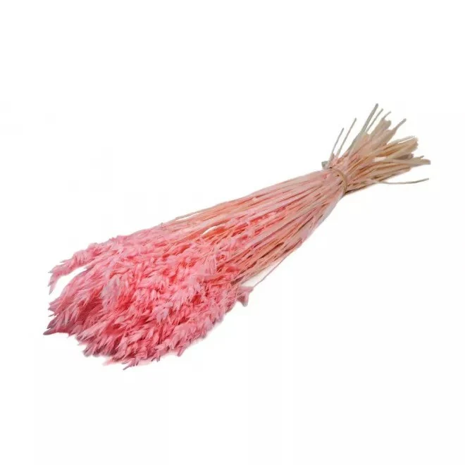 Bouquet d'avoine séché et emballé, 100g, H60-75cm