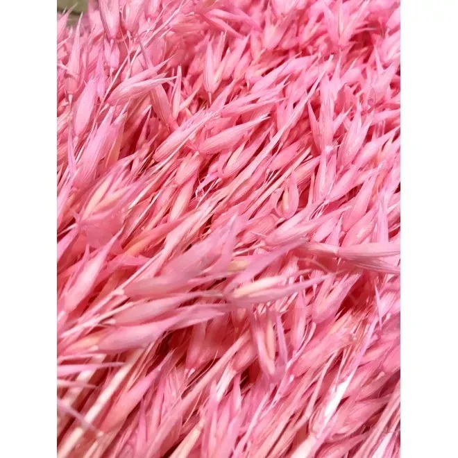 Bouquet d'avoine séché et emballé, 100g, H60-75cm