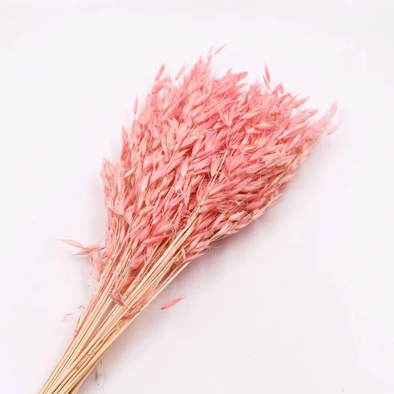 Bouquet d'avoine séché et emballé, 100g, H60-75cm