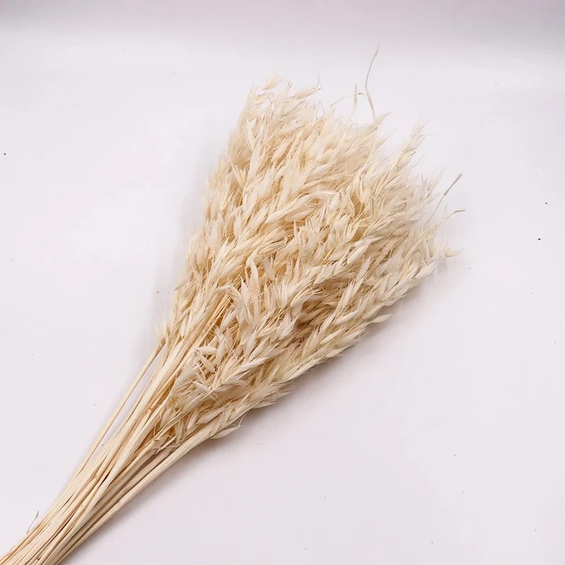 Bouquet d'avoine séché et emballé, 100g, H60-75cm