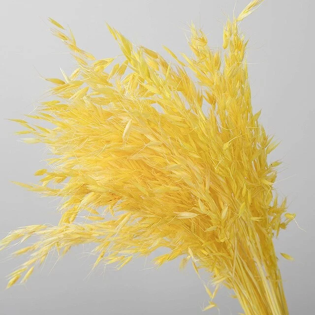 Bouquet d'avoine séché et emballé, 100g, H60-75cm