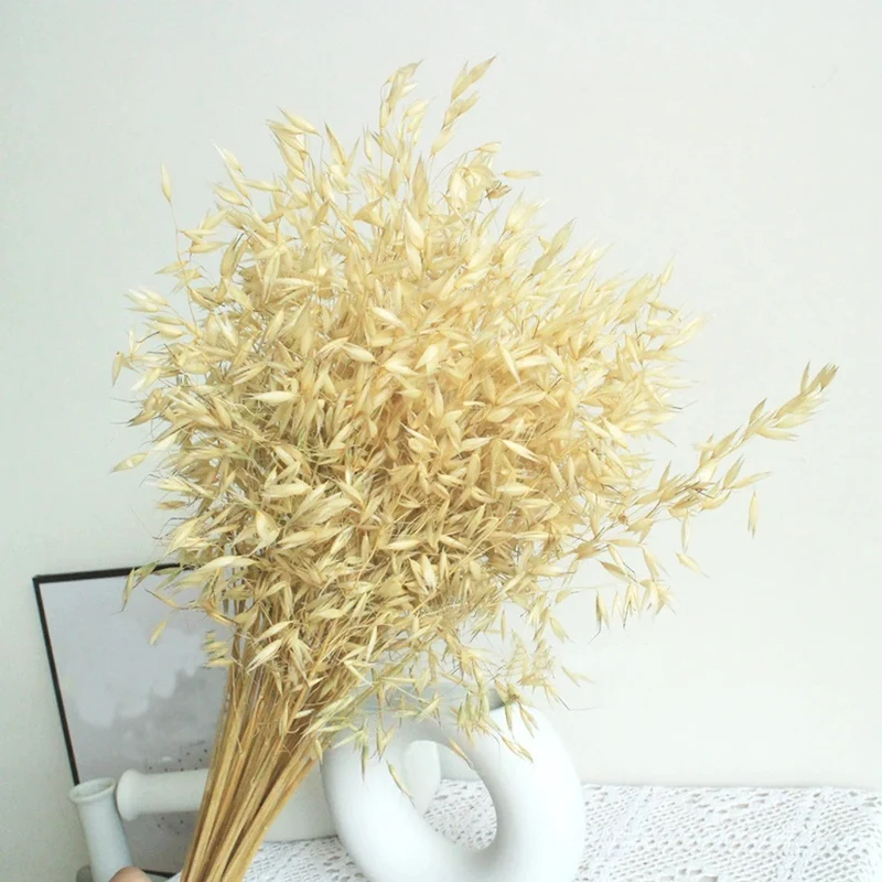 Bouquet d'avoine séché et emballé, 100g, H60-75cm